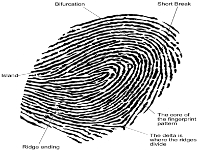 FingerPrint pattern