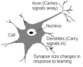 Structure of Neuron