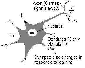 Structure of Neuron