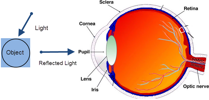 How Vision Works