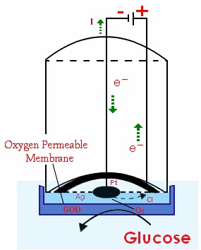 Amperometric Biosensor