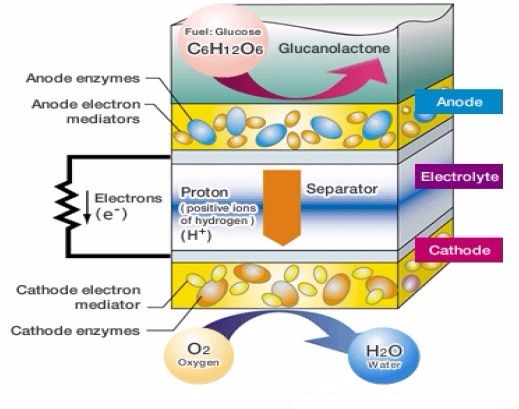 Bio-battery Construction