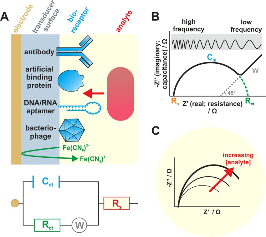 Impedimetric Biosensors