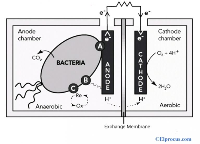 Microbial Fuel Cell Construction, Types, Components & Its Working