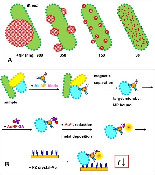 Piezoelectric Biosensors