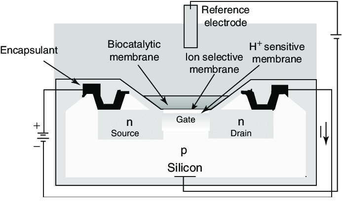 Potentiometric Biosensors